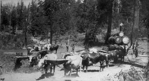 Oxen Pulling Lumbers