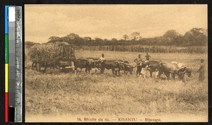 Farmers harvesting rice, Kisantu, Congo, ca.1920-1940