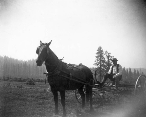 Unidentified Man on Horse Drawn Hay Rake