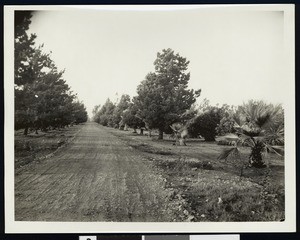 Orange groves in Southern California, ca.1910