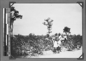 Harvesting cotton, Kilosa, Tanzania, ca.1898-1914