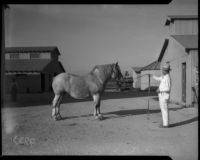 Los Angeles County's prize-winning Belgian draft horses are sold at auction. April 18, 1934
