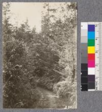 Second growth Redwood Yield Study. View of second growth on road from Point Arena to Smith's, Garcia River. Oct. 1922