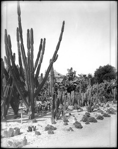 A collection of cacti grown inside a Riverside park, ca.1920