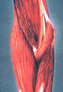 Illlustration of right elbow, from front, bicipital aponeurosis removed; brachial artery & median nerve, brachioradialis muscle and pronator teres muscle