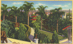 Hollywood Scenic Gardens, overlooking Hollywood, California, 808