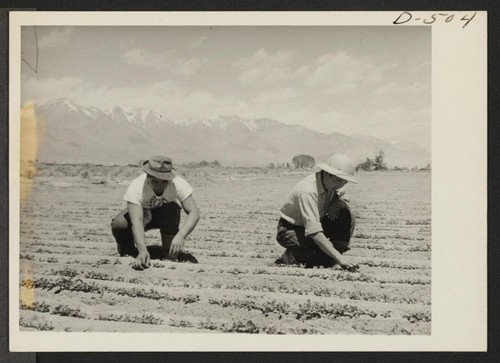 Ichiro Okumura, 22 (left), from Venice, California, and Ben Iguchi, 20, from Saugus, California, thin young plants in a two-acre field of white radishes at the relocation center. High Sierras are shown in the background. Photographer: Stewart, Francis Manzanar, California