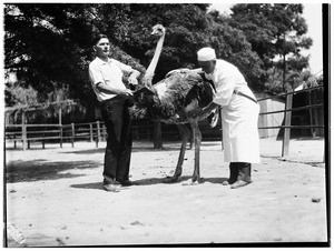 Two men preparing to slaughter an ostrich in Lincoln Park