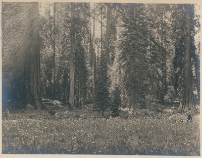 John Muir in Sequoia National Park, California