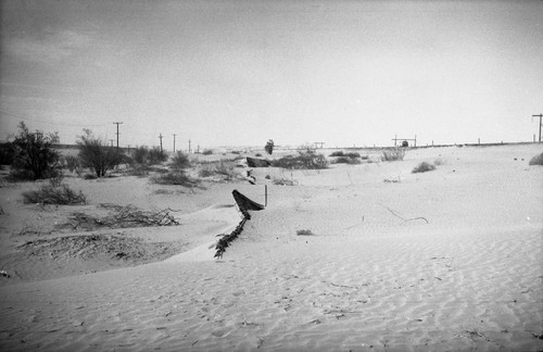 Old plank road across sand dunes, Imperial Valley, Imperial County, California, SV-1123a View 1