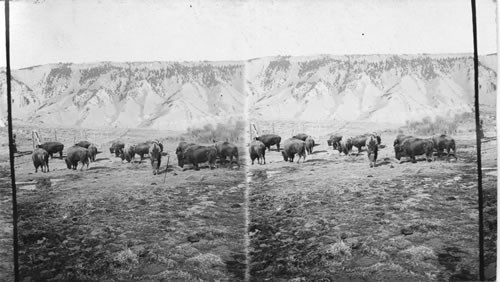 Pres. Roosevelt's Trip in Montana. Buffalo Herd in Y.N.P