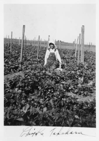 C. Takehara picking strawberries on the Takehara farm