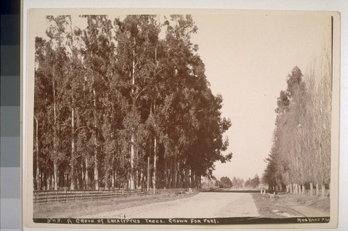 A grove of eucalyptus trees, grown for fuel. No. 568