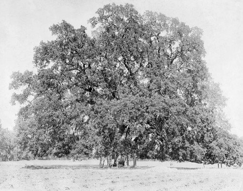 Hooker Oak