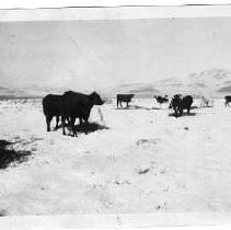 Cattle in Snow