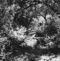 Steep Ravine as it appeared in 1976