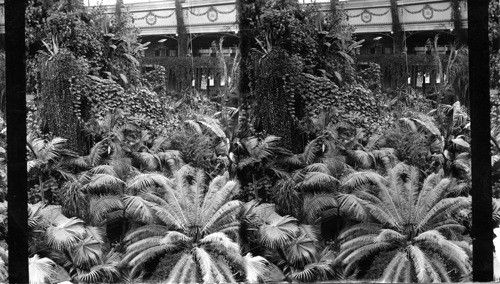 Oh! The Ferns, Horticultural Building, World's Columbian Exposition