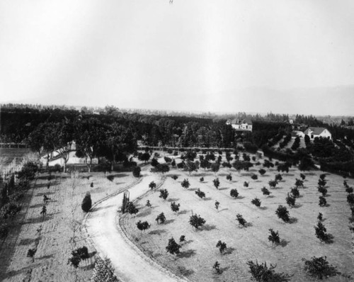 Orchard in Pasadena, aerial