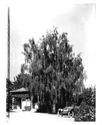 Luther Burbank's cottage at Gold Ridge Experiment Farm in Sebastopol, 1920s