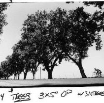 Walnut trees in Davis