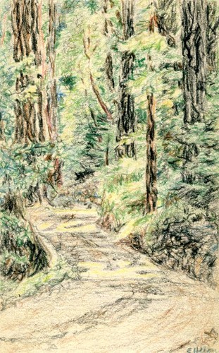 Forest pathway