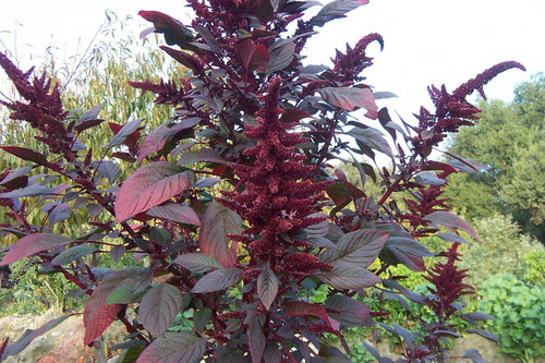 Close view of plant with dark red leaves and flowers