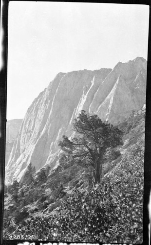 High Sierra Trail Investigation, "El Capitan" (Angel's Wing) from 9000'. Western Juniper, Misc. Landforms