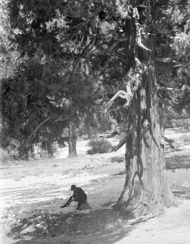 Crystal Lake Park tree