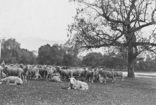 Pasadena sheep ranch