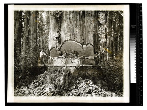 Among the Redwoods in California [Logging in Vance Woods #1/unknown]