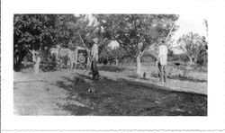 Alfred and Oscar Hallberg spray apple trees as their father John Hallberg is behind the reins of the spray rig on the Hallberg ranch in Graton, about 1910