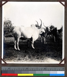 Cattle at Mission farm, Shendam, Nigeria, 1923