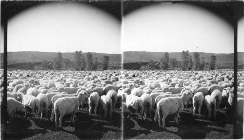 Montana, - Sheep : herd