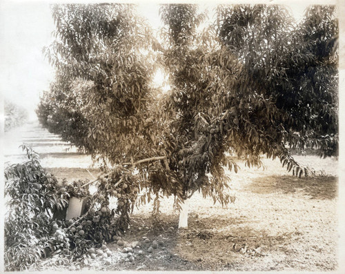 1930 Fruitful prune tree with broken branch
