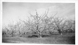 Gravenstein apple trees in bloom in the Oscar A. Hallberg orchards about 1952