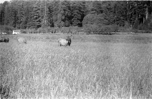Elks in Tulare County, California, 1937