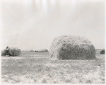 [Harvesting hay]