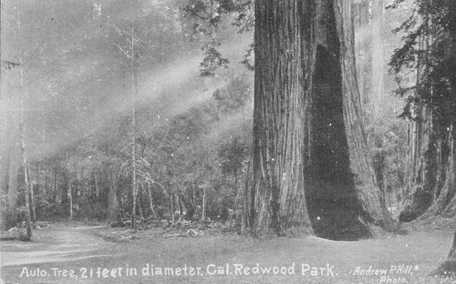 Auto Tree, 21 feet in diameter, Cal. Redwood Park