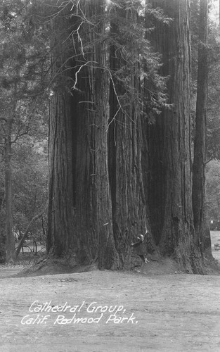 Birdella Hill among the Cathedral Group of trees in the Redwood Park