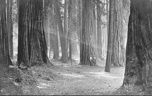 Florence and Frank Hill standing at the base of a tree in the Redwood Forest