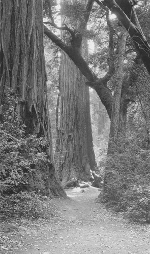 Father Tree, Calif. Redwood Park