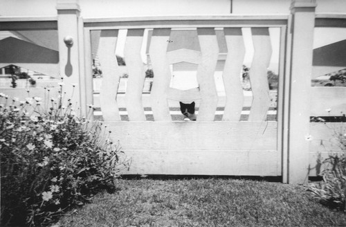 Mehitable the cat, at the gate designed by Andrew P. Jr