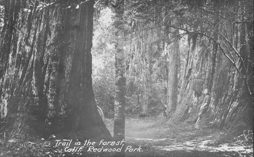 Birdella Hill leaning against a tree in the Redwood Park