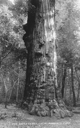 Redwood tree in the California Redwood Park