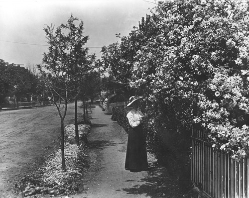 Florence Hill on side walk near fence with roses