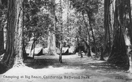 Camping at Big Basin, California Redwood Park