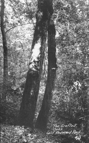 The grafted oaks, Calif. Redwood Park