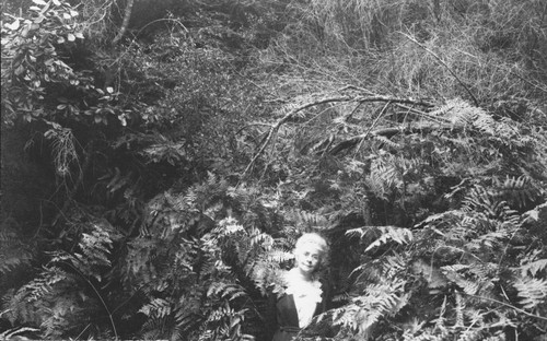 Florence Hill among tall ferns