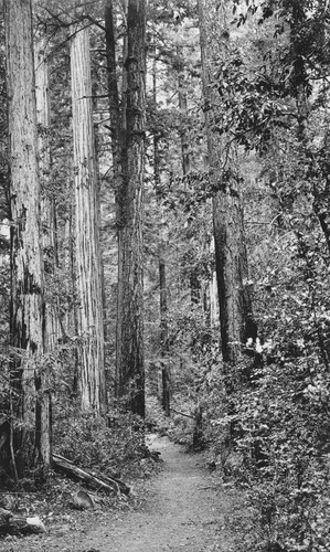 Trail through the trees at Redwood Park