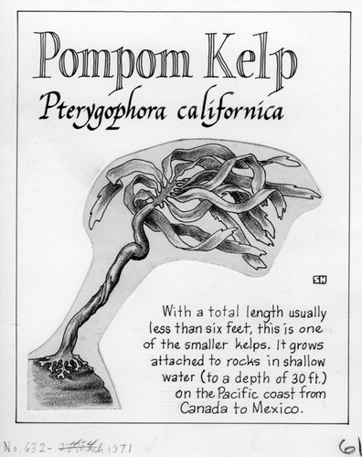Pompom kelp: Pterygophora californica (illustration from "The Ocean World")